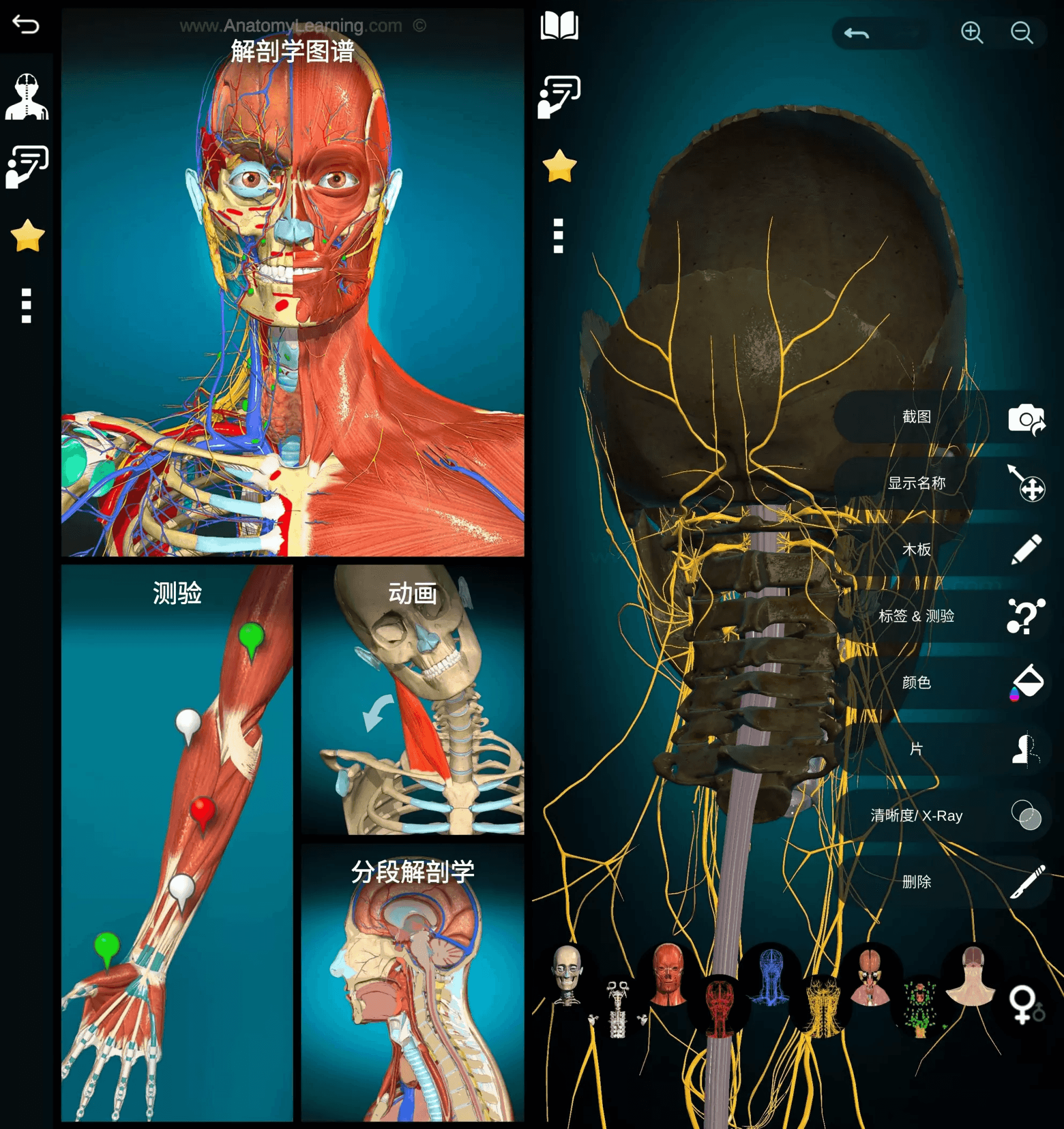 Anatomy Learning 3D解剖学图谱 v2.1.449 医学生必备学习专业软件 高级版-酷软