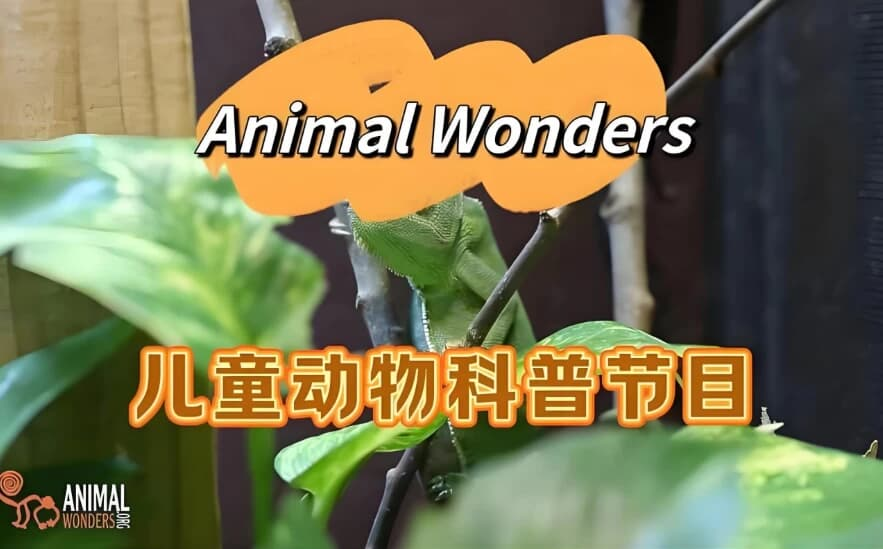 油管热门英文儿童动物科普节目《动物奇观 Animal Wonders》-酷软